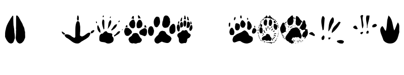 Preview of AnimalTracks Regular